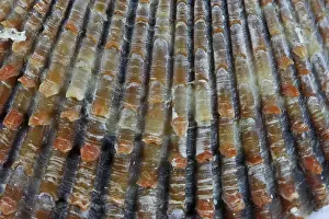 Mollusc Shells Drucke: Mussel, shell