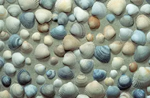 Mussel Shell Images Drucke: Mussel shells