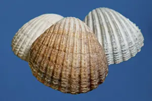 Muschel Drucke: Mussels