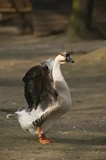 Gerahmter Druck : Stumme Gans Gerahmter Druck : Stumme Gans