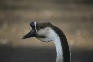 Domestic Goose Drucke: Mute Goose