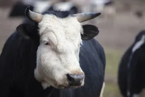 Domestic Cattle Portrait Drucke: The muzzle of a cow with horns is a close-up
