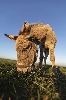 Deserted Farm Animal Photography Drucke: The muzzle of a gray shaggy donkey