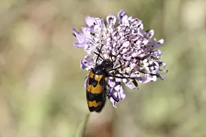 Blasenkäfer Drucke: Mylabris polymorpha, Blasenkäfer - Mylabris polymorpha