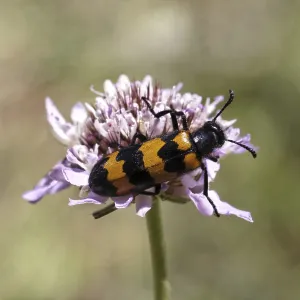 Blasenkäfer Drucke: Mylabris polymorpha, Blasenkäfer - Mylabris polymorpha