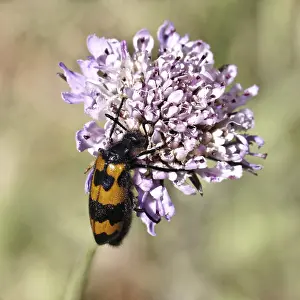 Blasenkäfer Drucke: Mylabris polymorpha, Blasenkäfer - Mylabris polymorpha