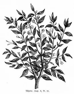 Historical Bible Illustrations Drucke: Myrtle, Jerusalem, mountains, olive branches