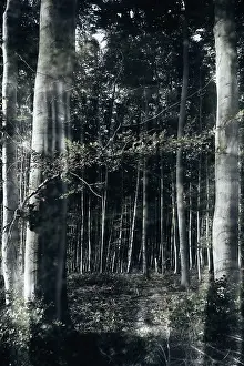 Wooded Countryside Scenery Drucke: Mystical forest