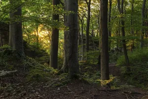Mystical Forest Atmosphere Drucke: The mystical forest above the cliffs of Ith in the evening light