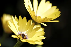 Yellow Blossom Plant Drucke: Namaqualand daisy (Dimorphotheca sinuata )