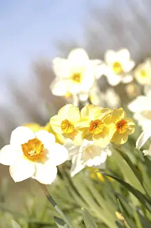 Close Up Flower Drucke: Narcissus