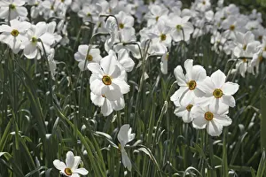 Spring Flower Drucke: Narcissus Actaea, daffodil