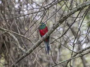 Passerine Birds In Wild Drucke: Narinatrogon (Apaloderma narina) sitting in a tree