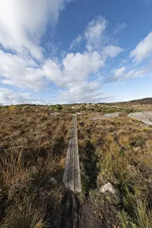 Deserted Bog Landscape Drucke: Narrow boardwalk across a bog at fall