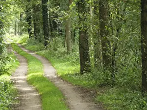 German Countryside Scenery Drucke: A narrow forest path winds its way through a dense