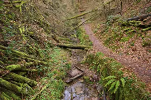 Narrow Forest Trail Drucke: A narrow forest trail along a small stream