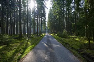 Dense Forest Drucke: A narrow path leads through a dense forest