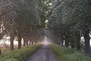 Forest Landscape Photography Europe Drucke: A narrow path leads through a forest