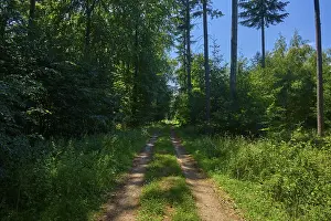 Deserted Forest Trail Europe Drucke: A narrow path leads through a green