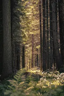 Bilder Datiert 18. Juni 2024: Ein schmaler Pfad führt durch einen dichten Wald.