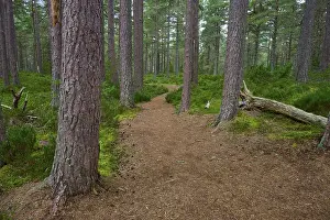 Pine Forest Landscape Drucke: Narrow path through a pine forest surrounded by green moss