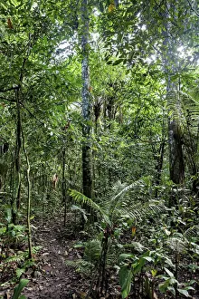 Amazon Basin Landscape Drucke: A narrow path snakes through dense