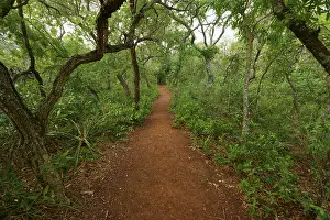 Drucke von Ein schmaler Pfad windet sich durch einen dichten, grünen Wald mit üppiger Vegetation und einer ruhigen Atmosphäre, Rotfuß-Cariama (Cariama cristata), Buraco Das Araras Bonito, Pantanal, Brasilien Seriemas Drucke: Ein schmaler Pfad windet sich durch eine dichte.