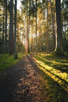 Morning Light Germany Drucke: A narrow path winds through a quiet forest