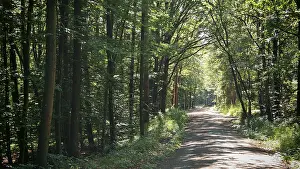 Natural Environment Photography Drucke: A narrow, sun-drenched path leads through a dense