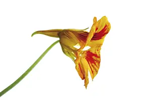Indoor Leafy Plants Drucke: Nasturtium