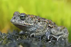 Natterjack Toad Drucke: Natterjack toad (Bufo calamita)