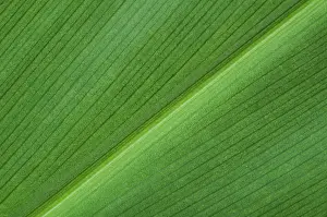 Natural Green Background Drucke: Natural background of green leaf