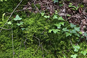 Overgrown With Moss Trees Drucke: Natural background of moss, branches