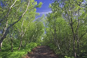 Barren Volcanic Area Europe Drucke: Natural forest in spring, birch trees