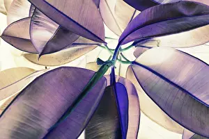 High Angle View Of Leaves Drucke: Natural Leaf Texture Background