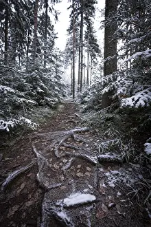 Deserted Forest Pathway Drucke: A natural path with tree roots and snow in the forest