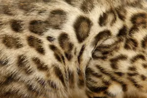 Drucke von Natürlicher Muster auf Bengal-Katzenfell, reale Textur der Felldecke Bengalisch Drucke: Natürlicher Muster auf Bengalkatzenfell.