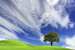 Fagales Family Trees Drucke: Nature