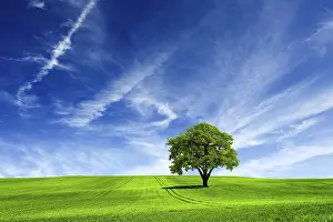 Oak Tree Landscape Drucke: Nature