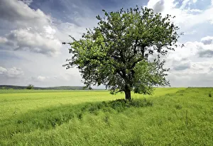 Rural England Scenes Drucke: Nature