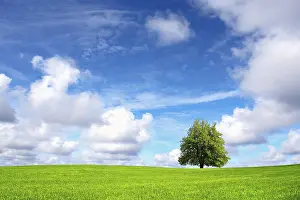 Deciduous Tree Photography Drucke: Nature