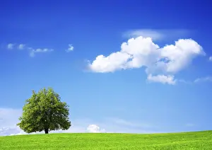 Oak Tree Landscape Drucke: Nature