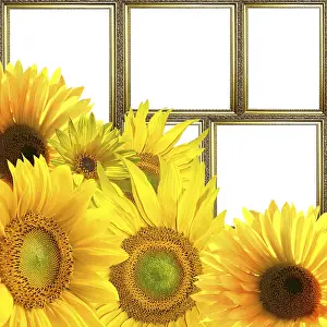 Deserted Sunflower Field Drucke: Nature in Art