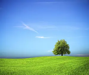 Oak Tree Landscape Drucke: Nature background
