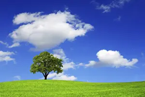 Deciduous Tree Photography Drucke: Nature and cloudy sky