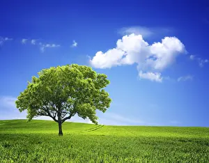 Oak Tree Ecology Drucke: Nature Environment