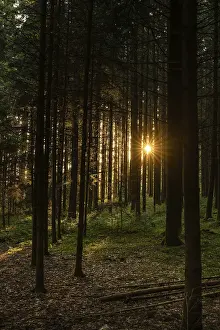 Travel Photography Scenery Drucke: Nature, forest, light and shadow