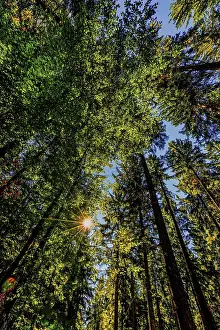 Deserted Forest Landscapes Drucke: Nature, forest, light and shadow