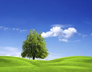 Gerahmter Druck : Naturlandschaft