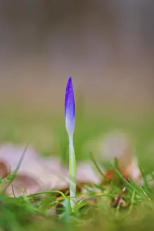 Spring Crocus Drucke: Nature photograph of a single spring crocus (Crocus vernus) in diffuse light